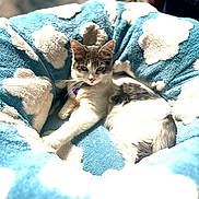 Saturn joined the competition — help win amazing prizes! cat, pet, animal, feline, bed, blue, cloud_pattern, fluffy, soft, relaxed, sunlight, indoor, cozy, cute, whiskers, fur, lying_down, collar, resting, comfort