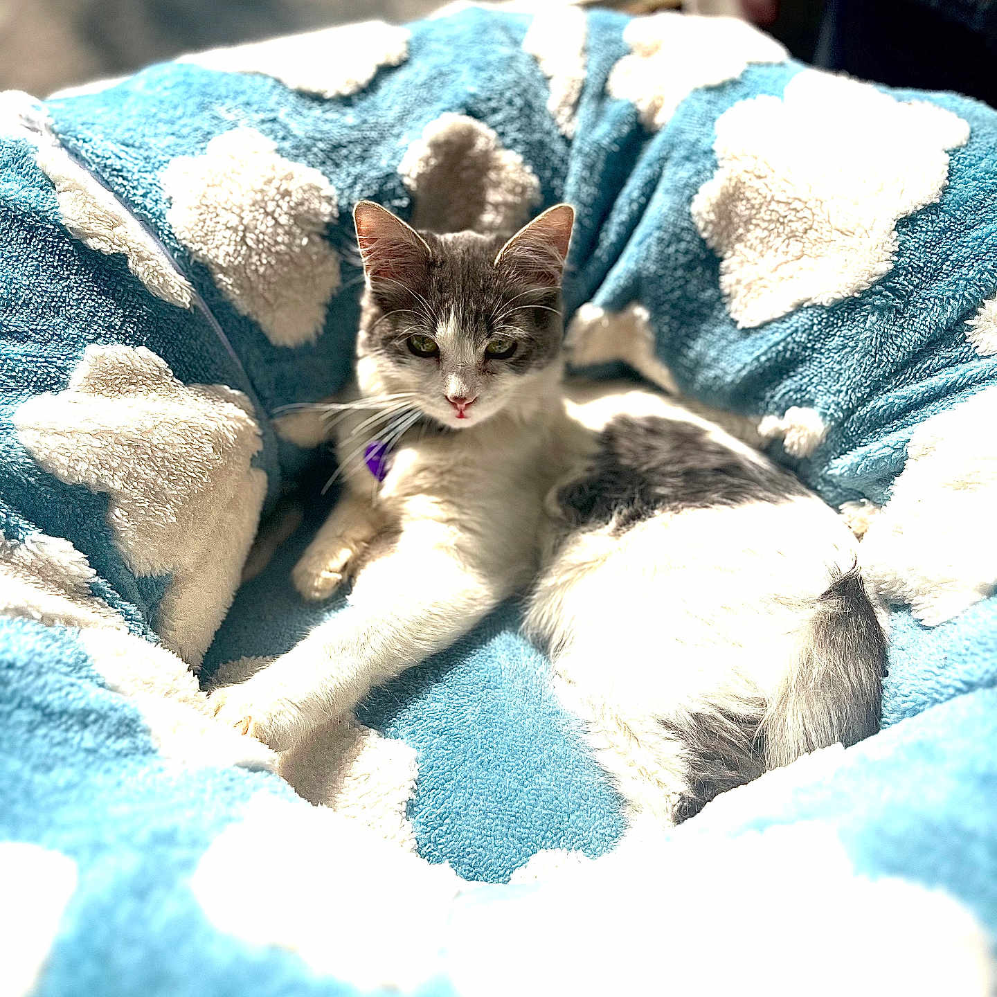 Saturn joined the competition — help win amazing prizes! animal, bed, blue, cat, cloud_pattern, collar, comfort, cozy, cute, feline, fluffy, fur, indoor, lying_down, pet, relaxed, resting, soft, sunlight, whiskers