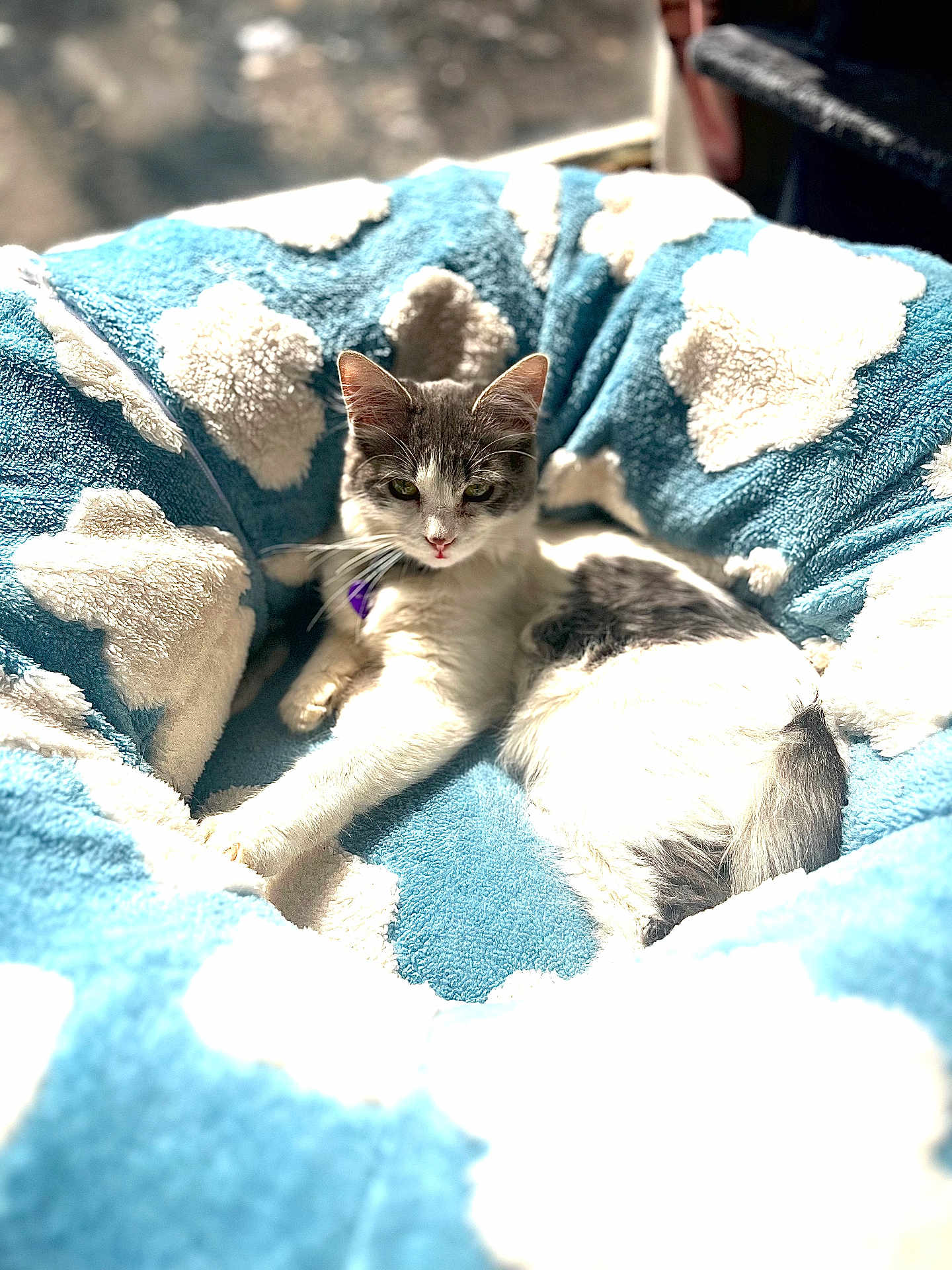 Saturn joined the competition — help win amazing prizes! cat, pet, animal, feline, bed, blue, cloud_pattern, fluffy, soft, relaxed, sunlight, indoor, cozy, cute, whiskers, fur, lying_down, collar, resting, comfort