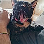 Minouche a rejoint le concours — aidez-le/la à gagner de superbes lots ! cat, tortoiseshell, pet, yawning, collar, indoor, lap, human_arm, feline, animal, mouth_open, teeth, tongue, fur, cozy, relaxed, couch, person, resting, domestic