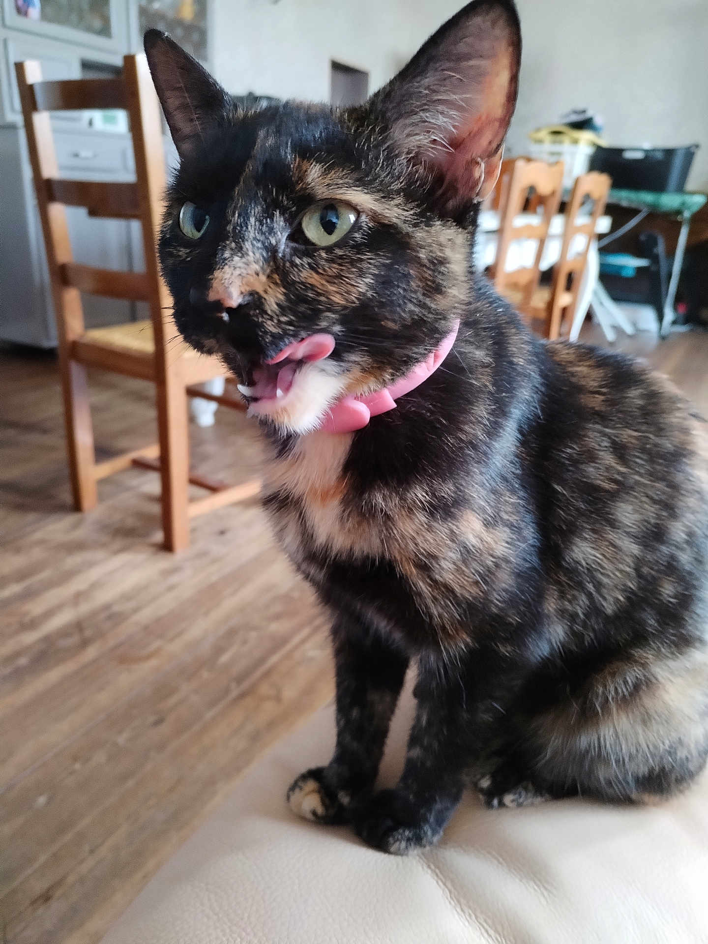 Minouche participe au concours pour gagner de l'argent avec cette photo : cat, tortoiseshell_cat, pet, animal, indoor, collar, pink_collar, tongue_out, wooden_floor, chair, furniture, domestic_cat, cute, curious, sitting, close_up, fur, green_eyes, home, playful