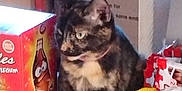 Minouche participe au concours pour gagner de l'argent avec cette photo : cat, tortoiseshell, candy, shelf, box, packaging, indoor, pet, animal, curious, feline, snack, colorful, food, container, store, closeup, standing, eye, fur