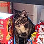 cat, tortoiseshell, candy, shelf, box, packaging, indoor, pet, animal, curious, feline, snack, colorful, food, container, store, closeup, standing, eye, fur