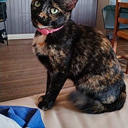 Minouche participe au concours pour gagner de l'argent avec cette photo : cat, tortoiseshell_cat, indoor, furniture, couch, collar, pet, animal, wooden_floor, wallpaper, chair, blanket, curious, green_eyes, sitting, domestic, cozy, house, feline, portrait