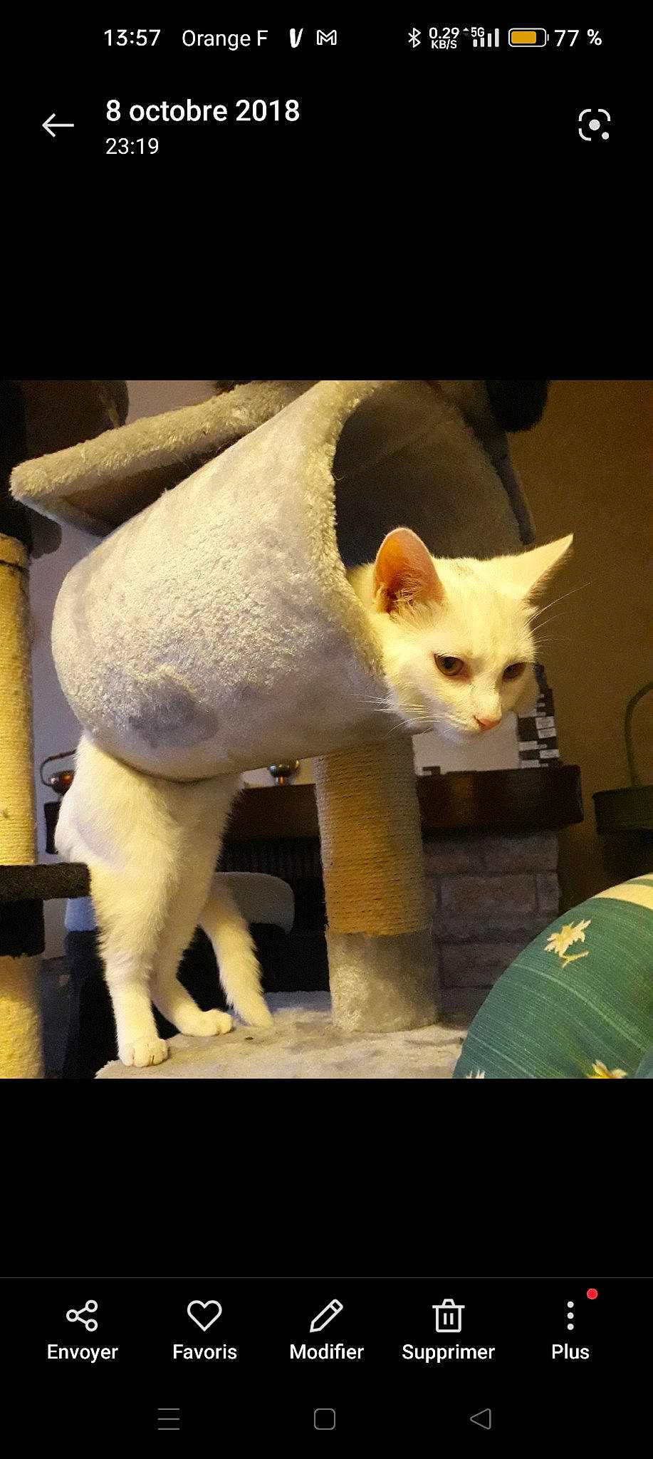 Bébé participe au concours pour gagner de l'argent avec cette photo : canidae, carnivore, cat, companion_dog, dog_breed, fawn, felidae, fur, photo_caption, small_to_medium_sized_cats, snout, tail, terrestrial_animal, whiskers