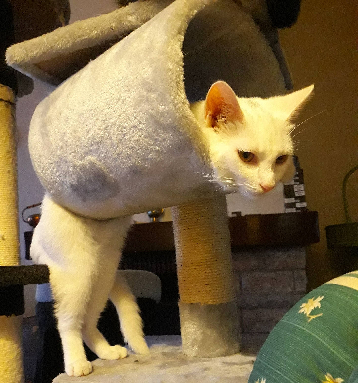 Bébé participe au concours pour gagner de l'argent avec cette photo : carnivore, cat, cat_supply, comfort, domestic_short_haired_cat, fawn, felidae, fur, mammal, photo_caption, small_to_medium_sized_cats, snout, tail, terrestrial_animal, vertebrate, whiskers