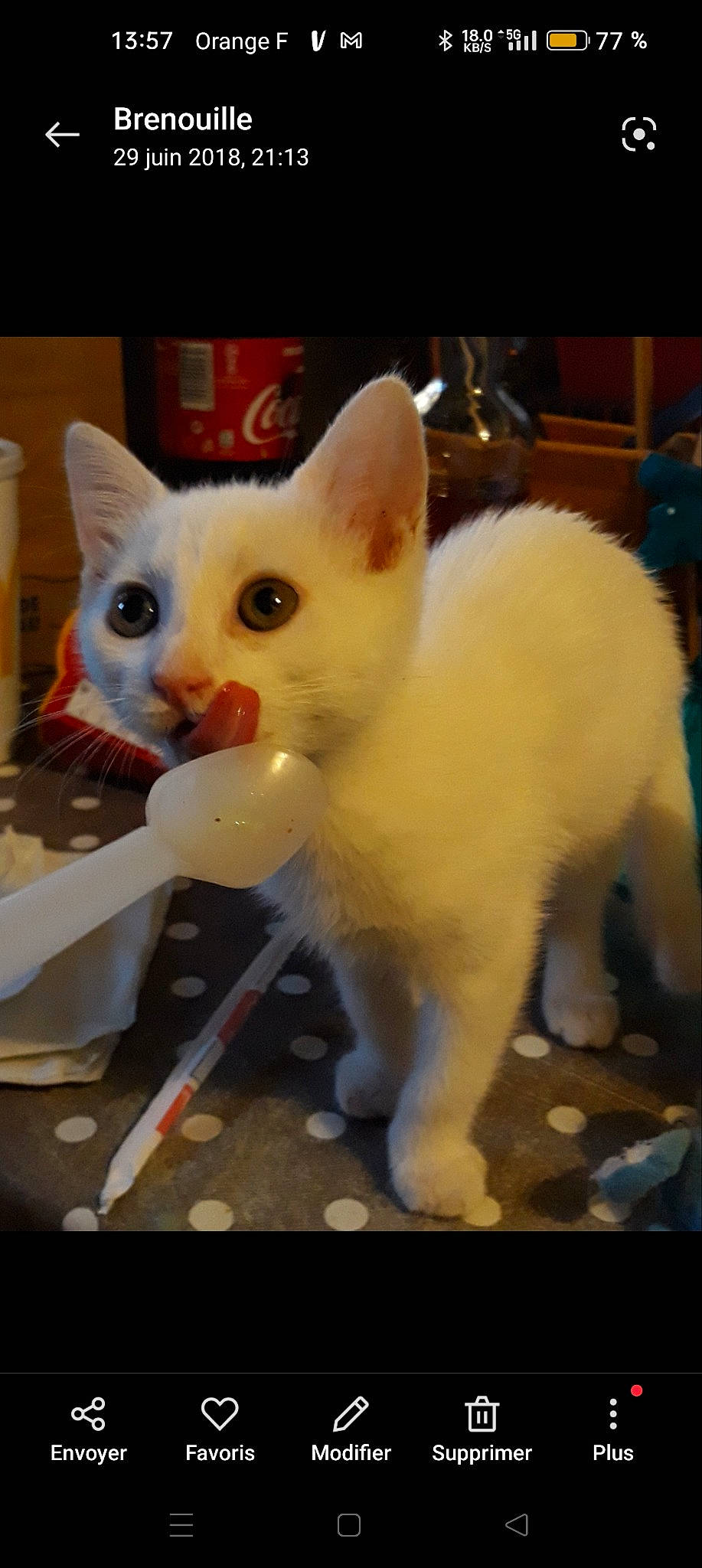 Bébé participe au concours pour gagner de l'argent avec cette photo : carnivore, cat, claw, domestic_short_haired_cat, fang, fawn, felidae, fur, paw, photo_caption, small_to_medium_sized_cats, snout, tail, whiskers