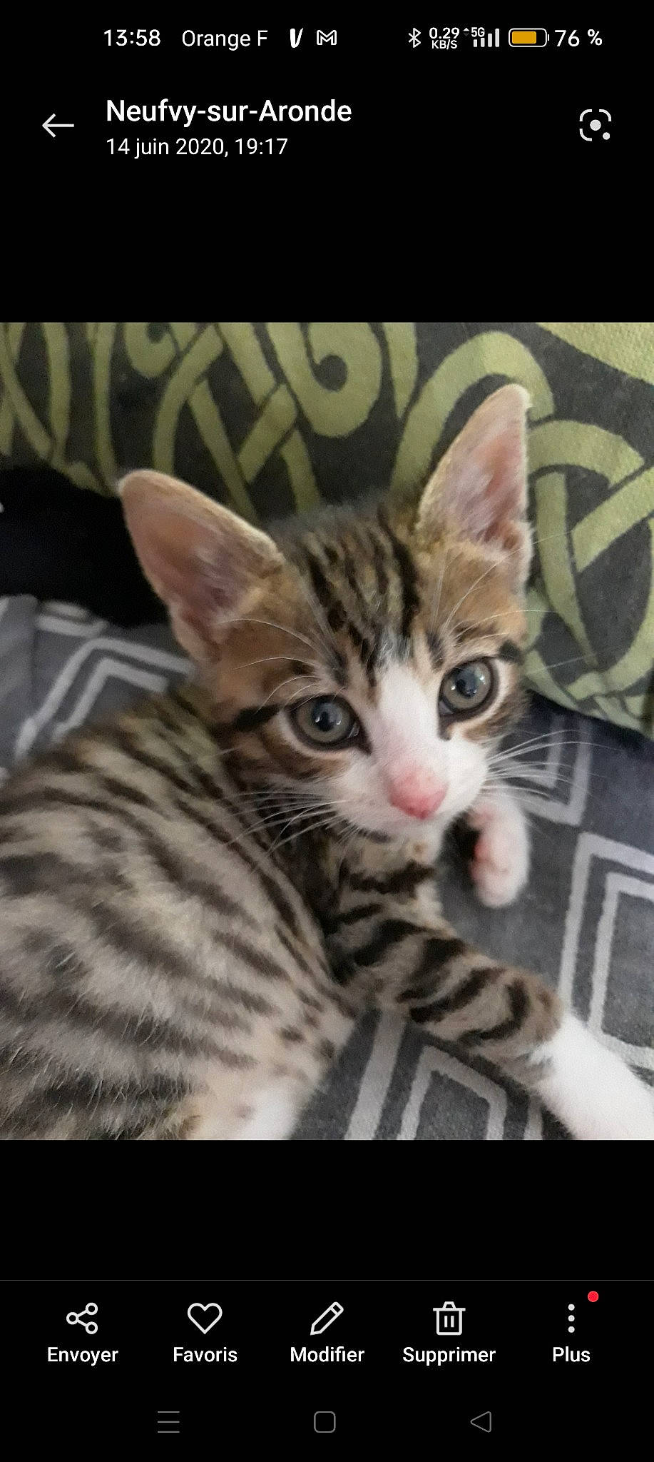 Zoé participe au concours pour gagner de l'argent avec cette photo : carnivore, cat, claw, domestic_short_haired_cat, eye, felidae, fur, paw, photo_caption, small_to_medium_sized_cats, snout, terrestrial_animal, whiskers, wildlife