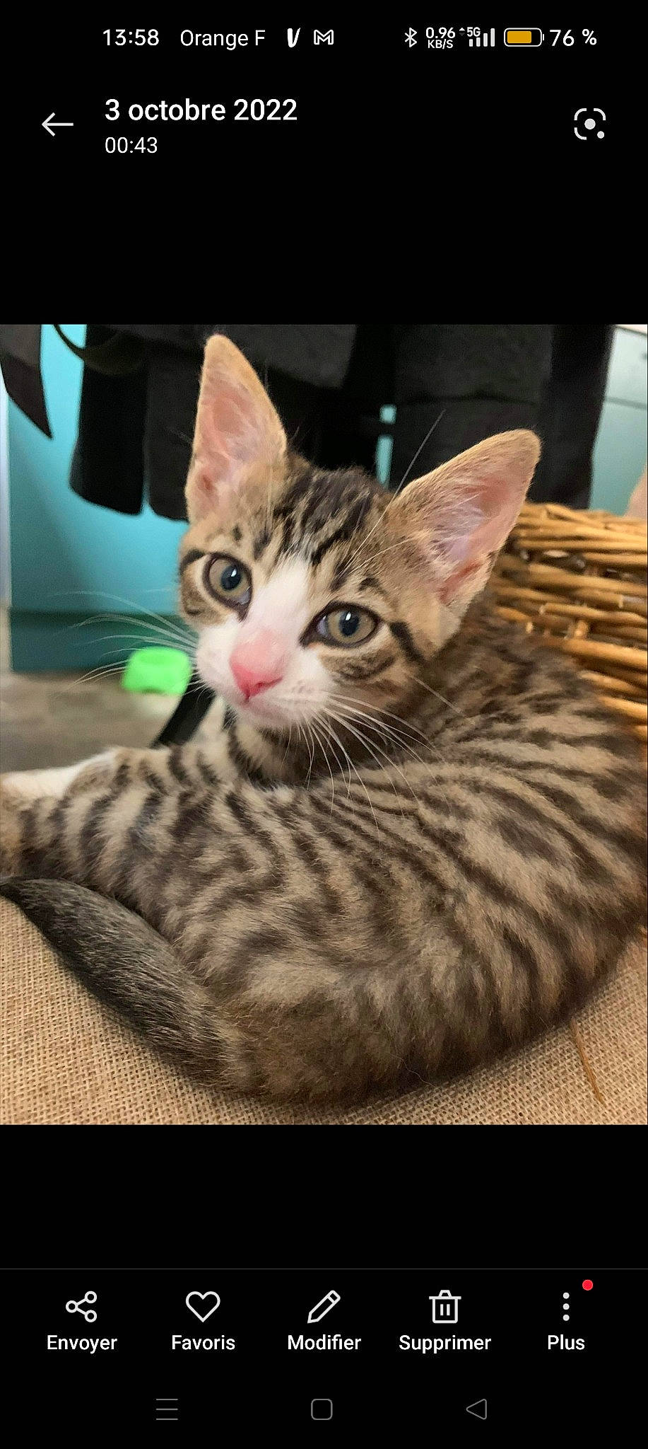 Zoé a rejoint le concours — aidez-le/la à gagner de superbes lots ! carnivore, cat, cat_furniture, comfort, domestic_short_haired_cat, felidae, fur, paw, sitting, small_to_medium_sized_cats, snout, whiskers, wildlife, wood