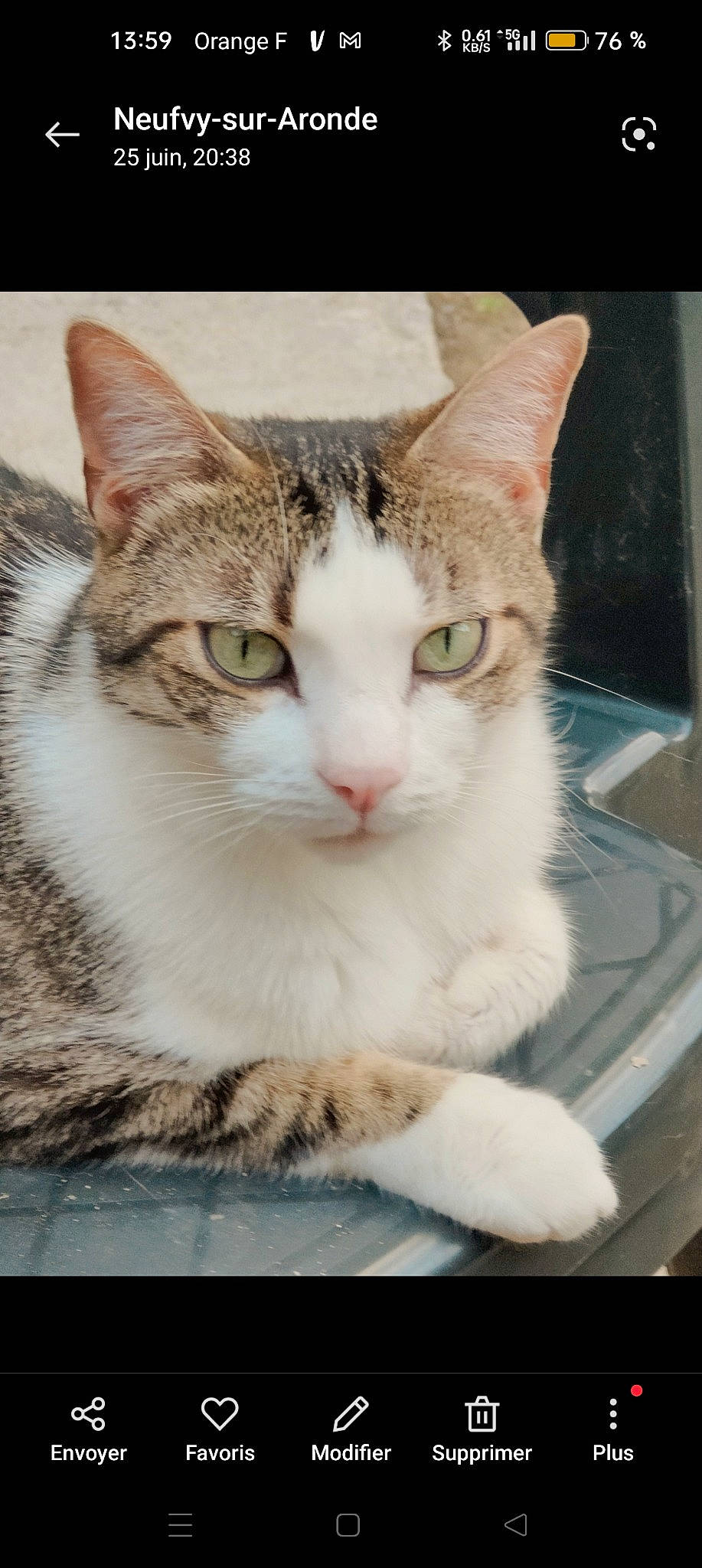 Néo a rejoint le concours — aidez-le/la à gagner de superbes lots ! box, carnivore, cat, domestic_short_haired_cat, felidae, fur, paw, photo_caption, rectangle, sitting, small_to_medium_sized_cats, snout, whiskers, window