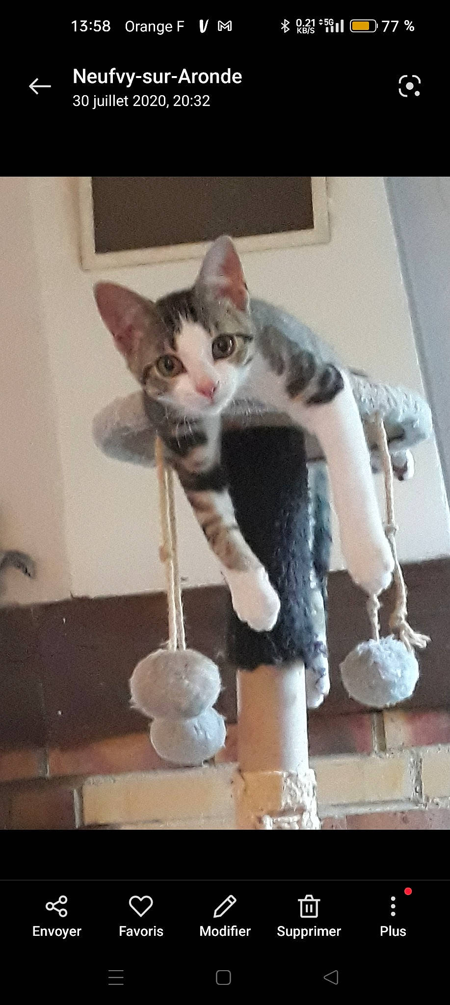 Néo participe au concours pour gagner de l'argent avec cette photo : art, carnivore, cat, cat_supply, domestic_short_haired_cat, eye, fawn, felidae, fur, metal, paw, photo_caption, sitting, small_to_medium_sized_cats, snout, stuffed_toy, tail, toy, whiskers