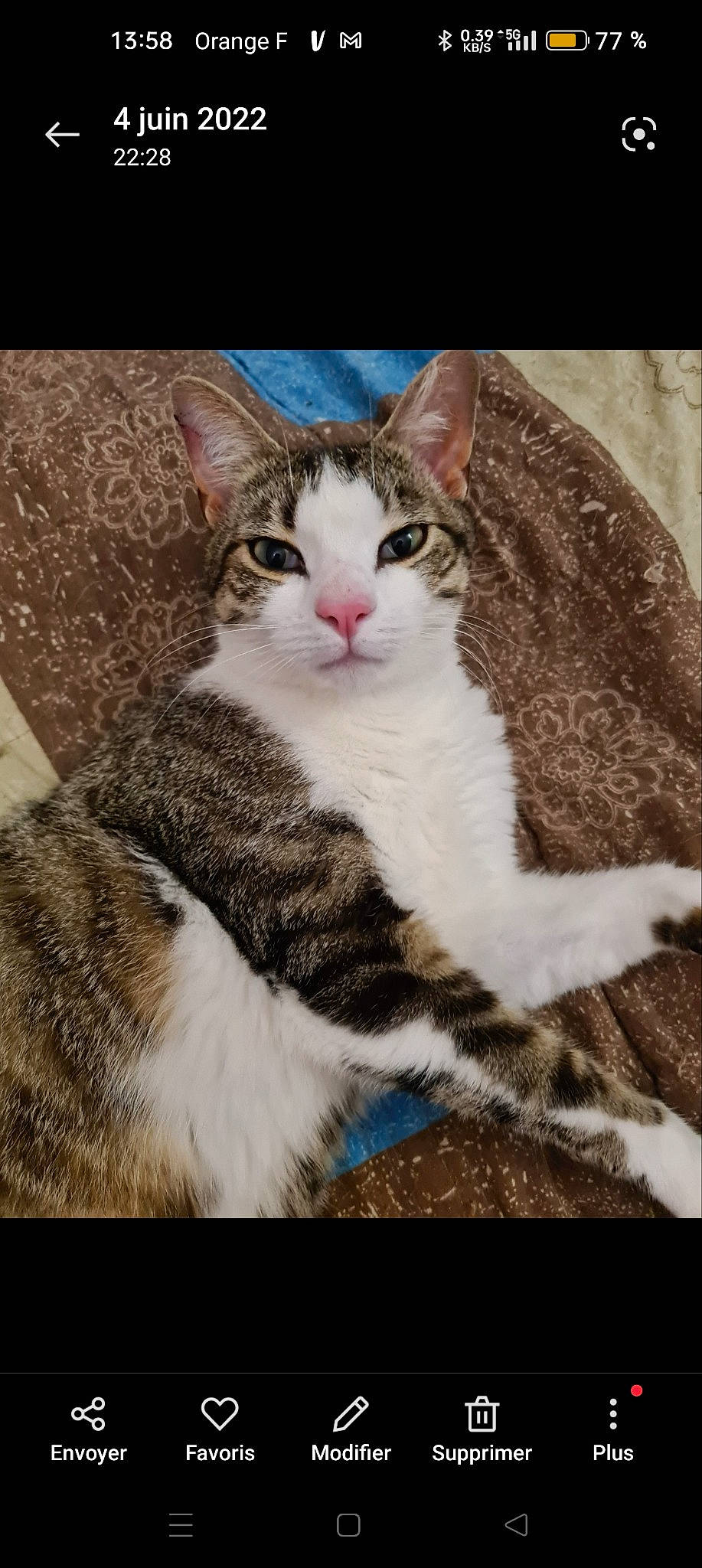 Néo participe au concours pour gagner de l'argent avec cette photo : carnivore, cat, comfort, domestic_short_haired_cat, eye, felidae, fur, head, paw, plant, sitting, small_to_medium_sized_cats, snout, tail, tree, whiskers