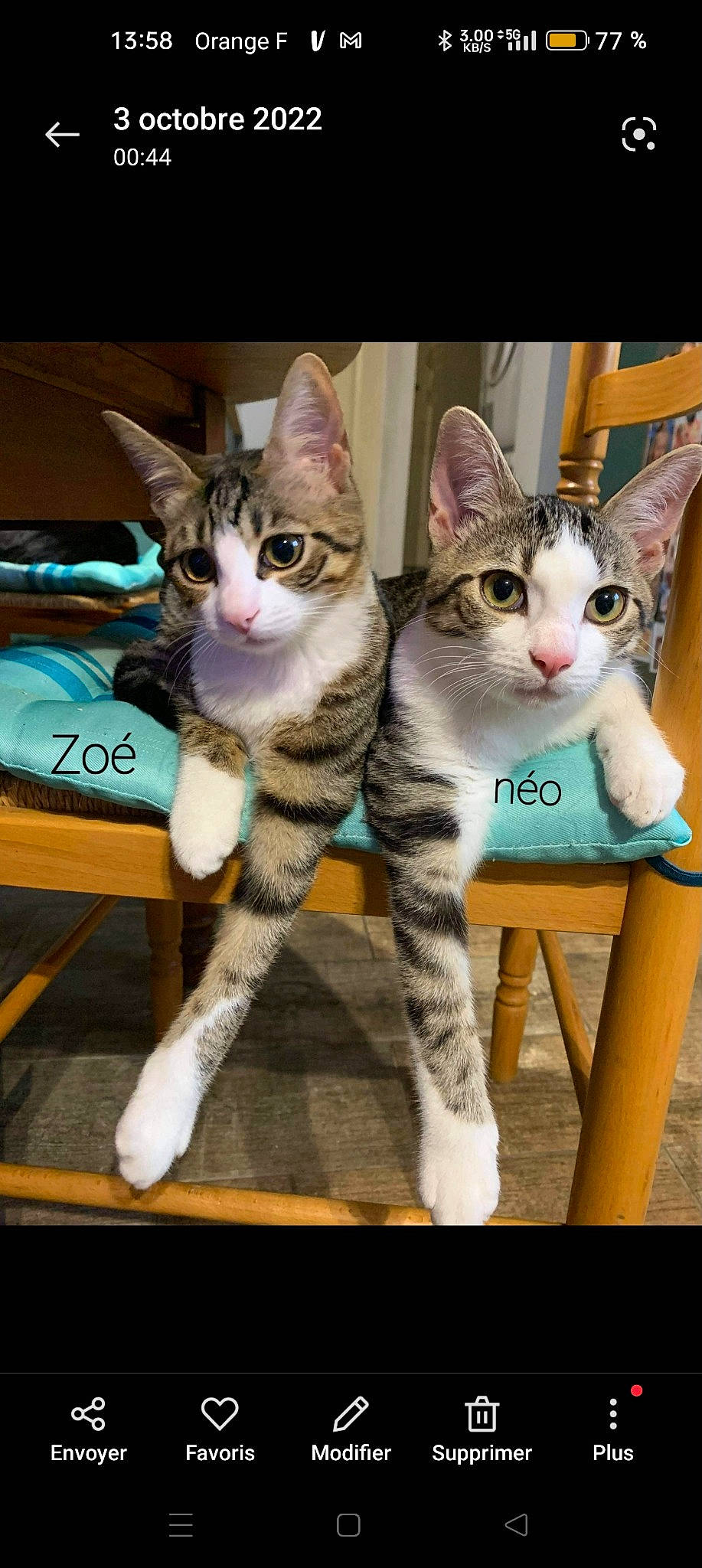 Néo participe au concours pour gagner de l'argent avec cette photo : carnivore, cat, comfort, domestic_short_haired_cat, felidae, fur, paw, photo_caption, sitting, small_to_medium_sized_cats, snout, tail, whiskers