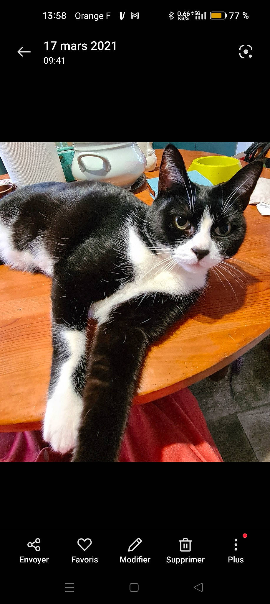 Hydgie a rejoint le concours — aidez-le/la à gagner de superbes lots ! carnivore, cat, claw, comfort, domestic_short_haired_cat, felidae, flooring, formal_wear, fur, lap, mammal, paw, sitting, small_to_medium_sized_cats, snout, square, tail, whiskers, wood