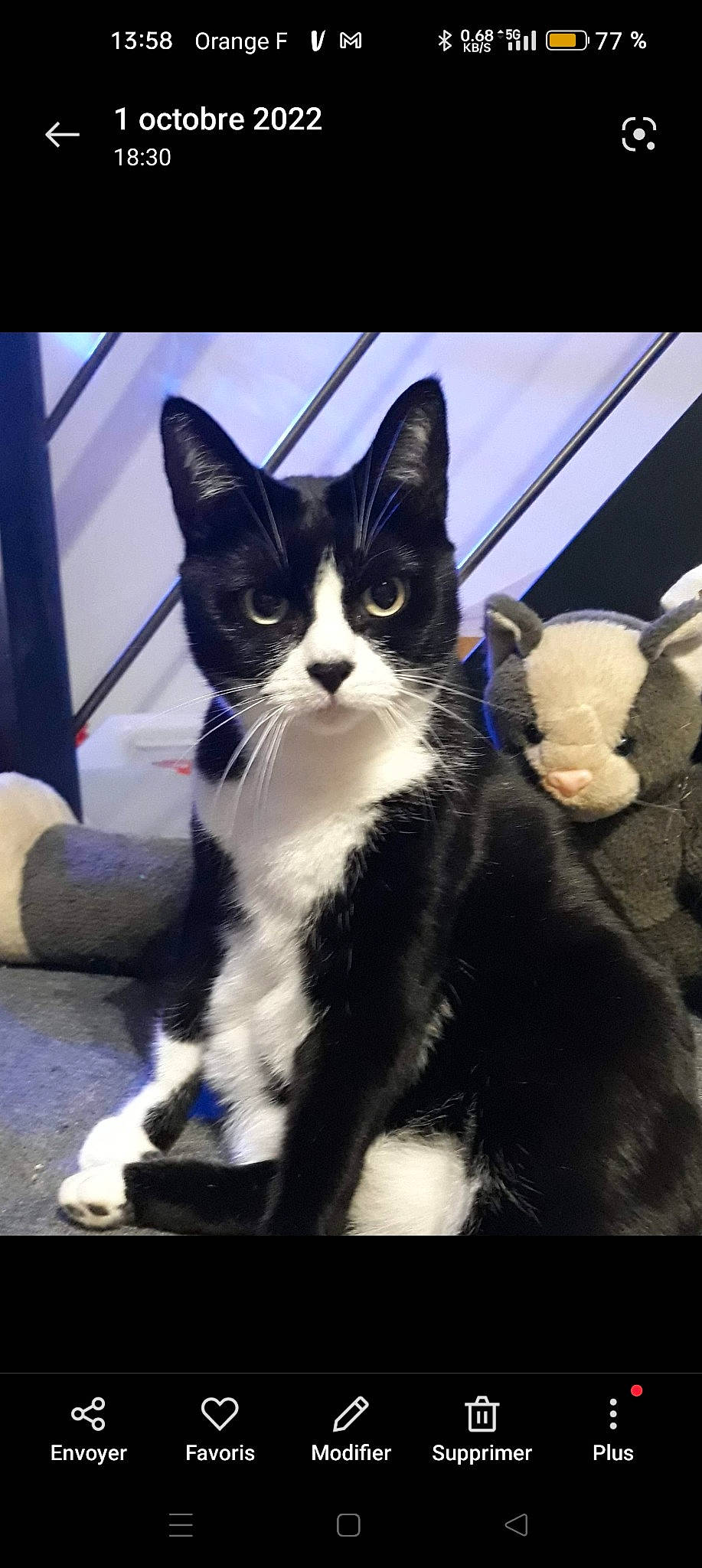 Hydgie a rejoint le concours — aidez-le/la à gagner de superbes lots ! carnivore, cat, claw, comfort, domestic_short_haired_cat, electric_blue, felidae, formal_wear, fur, paw, sitting, small_to_medium_sized_cats, snout, tail, terrestrial_animal, whiskers