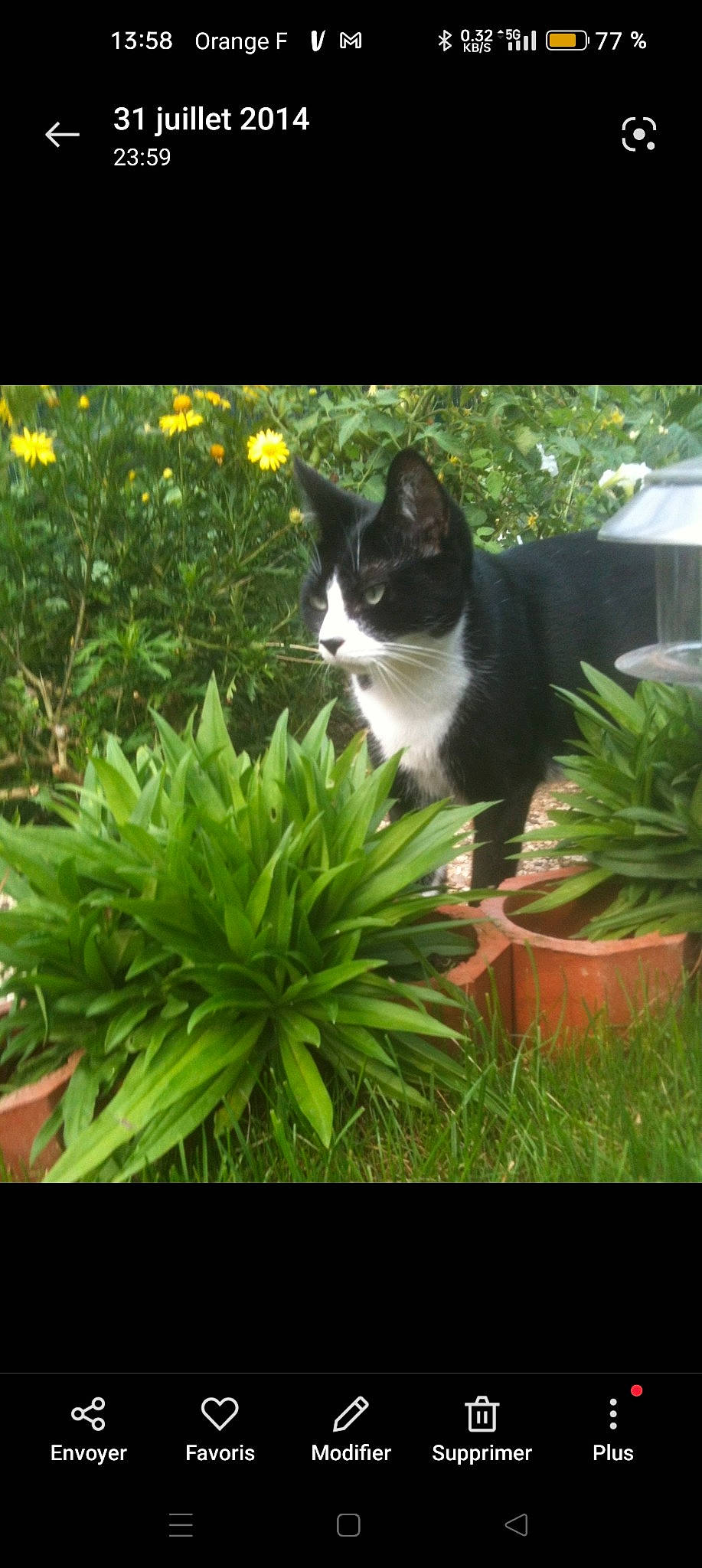 Hydgie participe au concours pour gagner de l'argent avec cette photo : carnivore, cat, domestic_short_haired_cat, felidae, flower, flowerpot, garden, grass, groundcover, herb, herbaceous_plant, houseplant, landscape, lawn, plant, shrub, small_to_medium_sized_cats, tail, terrestrial_plant, whiskers