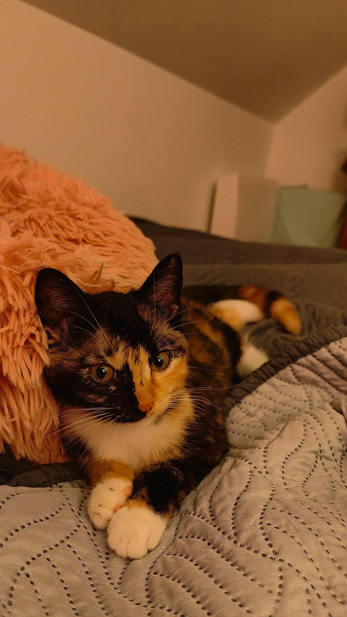 Una a rejoint le concours — aidez-le/la à gagner de superbes lots ! carnivore, cat, cat_supply, comfort, couch, domestic_short_haired_cat, fawn, felidae, fur, linens, nap, paw, room, small_to_medium_sized_cats, tail, terrestrial_animal, textile, vertebrate, whiskers, wood