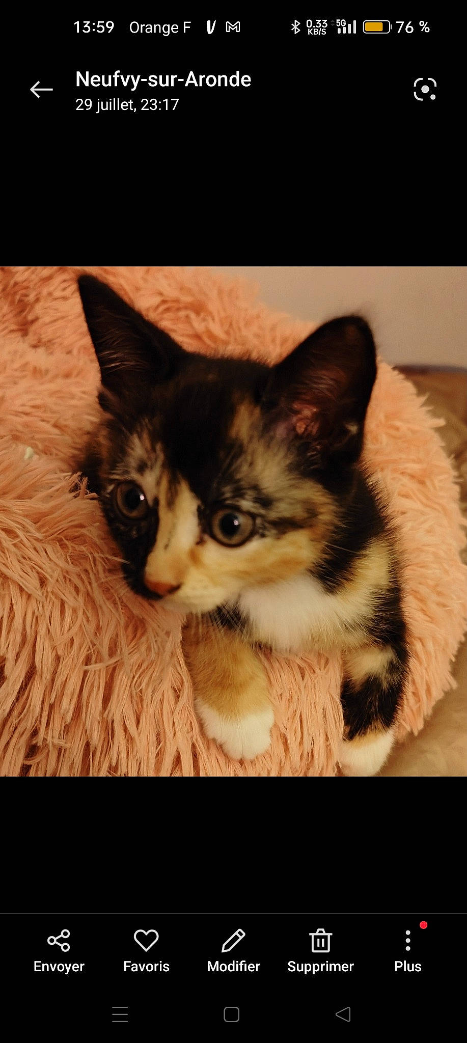 Una a rejoint le concours — aidez-le/la à gagner de superbes lots ! box, cardboard, carnivore, cat, claw, comfort, domestic_short_haired_cat, fawn, felidae, fur, packaging_and_labeling, paw, plant, sitting, small_to_medium_sized_cats, snout, square, tail, whiskers, wood