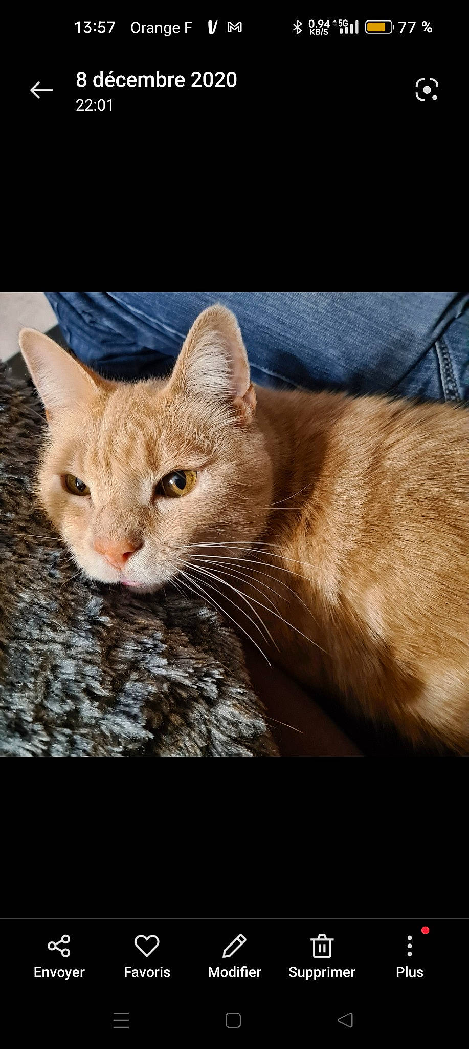 Doudou a rejoint le concours — aidez-le/la à gagner de superbes lots ! carnivore, cat, claw, domestic_short_haired_cat, fawn, felidae, fur, paw, photo_caption, plant, small_to_medium_sized_cats, tail, terrestrial_animal, tree, whiskers, wildlife, window, wood