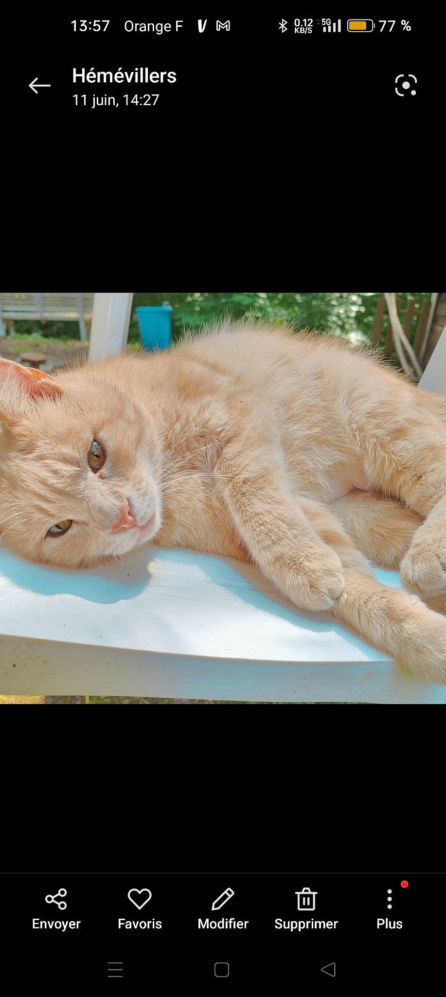 Doudou a rejoint le concours — aidez-le/la à gagner de superbes lots ! art, carnivore, cat, claw, comfort, couch, domestic_short_haired_cat, fawn, felidae, foot, fur, gesture, nap, paw, photo_caption, small_to_medium_sized_cats, snout, tail, whiskers, window