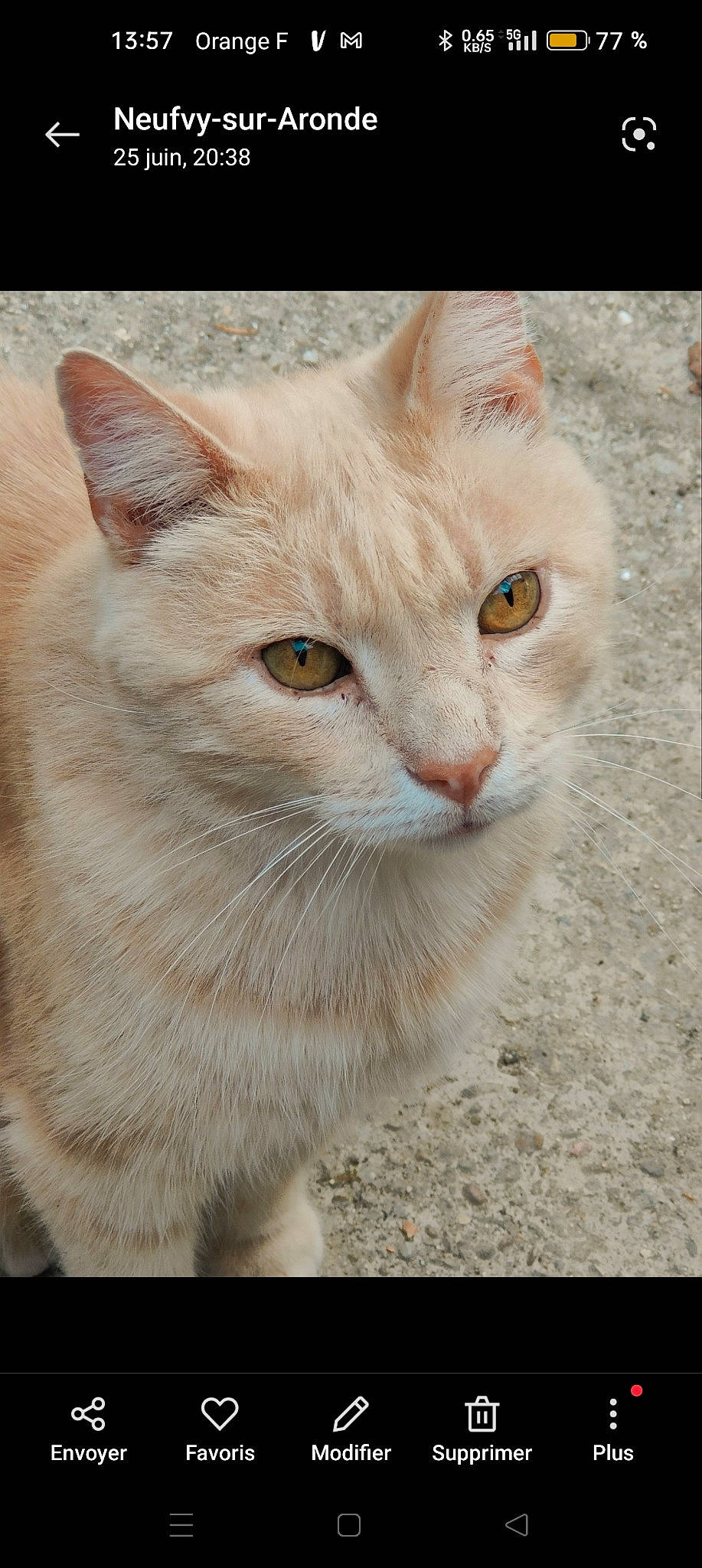 Doudou a rejoint le concours — aidez-le/la à gagner de superbes lots ! carnivore, cat, domestic_short_haired_cat, fawn, felidae, fur, iris, paw, photo_caption, small_to_medium_sized_cats, snout, tail, terrestrial_animal, whiskers, wildlife, window