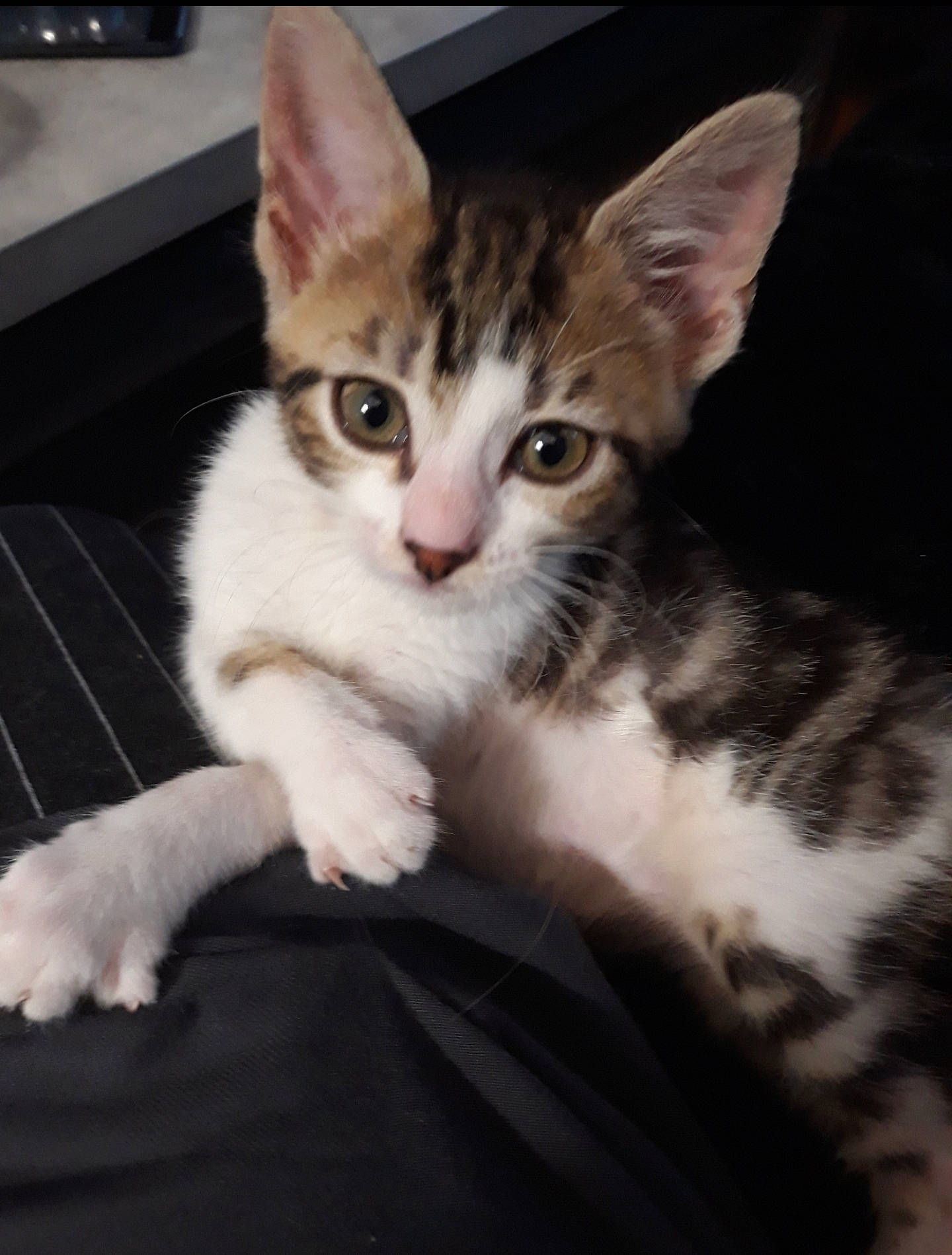 Mia a rejoint le concours — aidez-le/la à gagner de superbes lots ! carnivore, cat, claw, comfort, domestic_short_haired_cat, felidae, foot, fur, paw, photo_caption, sitting, small_to_medium_sized_cats, snout, tail, whiskers