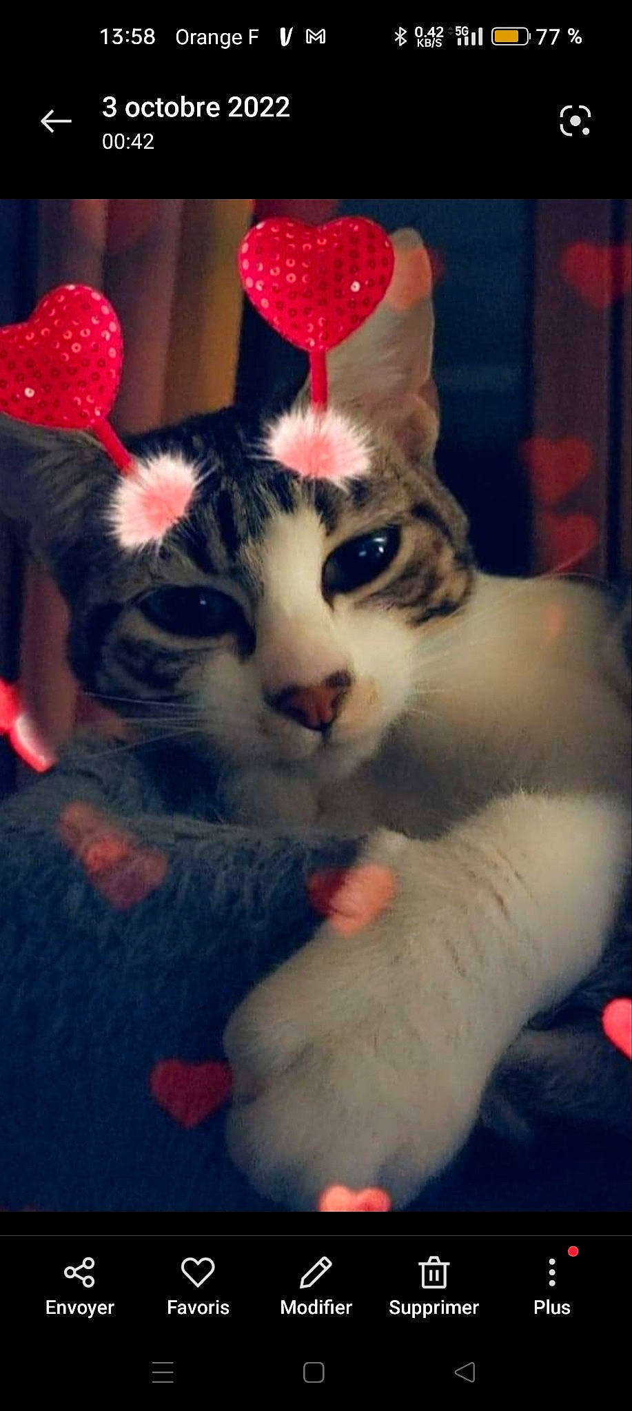 Mia participe au concours pour gagner de l'argent avec cette photo : carmine, carnivore, cat, claw, domestic_short_haired_cat, event, fawn, felidae, fur, holiday, paw, photo_caption, plant, small_to_medium_sized_cats, snout, tail, whiskers