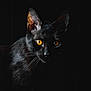 Shelby a rejoint le concours — aidez-le/la à gagner de superbes lots ! amber_eyes, black_cat, cat, close_up, dark_background, dramatic_lighting, ears, feline, fur, gaze, indoor, low_key, moody, pet, portrait, portrait_photography, shadow, stare, whiskers, yellow_eyes