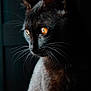 Shelby participe au concours pour gagner de l'argent avec cette photo : animal, black_cat, cat, closeup, dark_background, dramatic_lighting, elegant, feline, fur, gaze, indoor, macro, mystical, orange_eyes, pet, portrait, side_profile, silhouette, whiskers, window_light