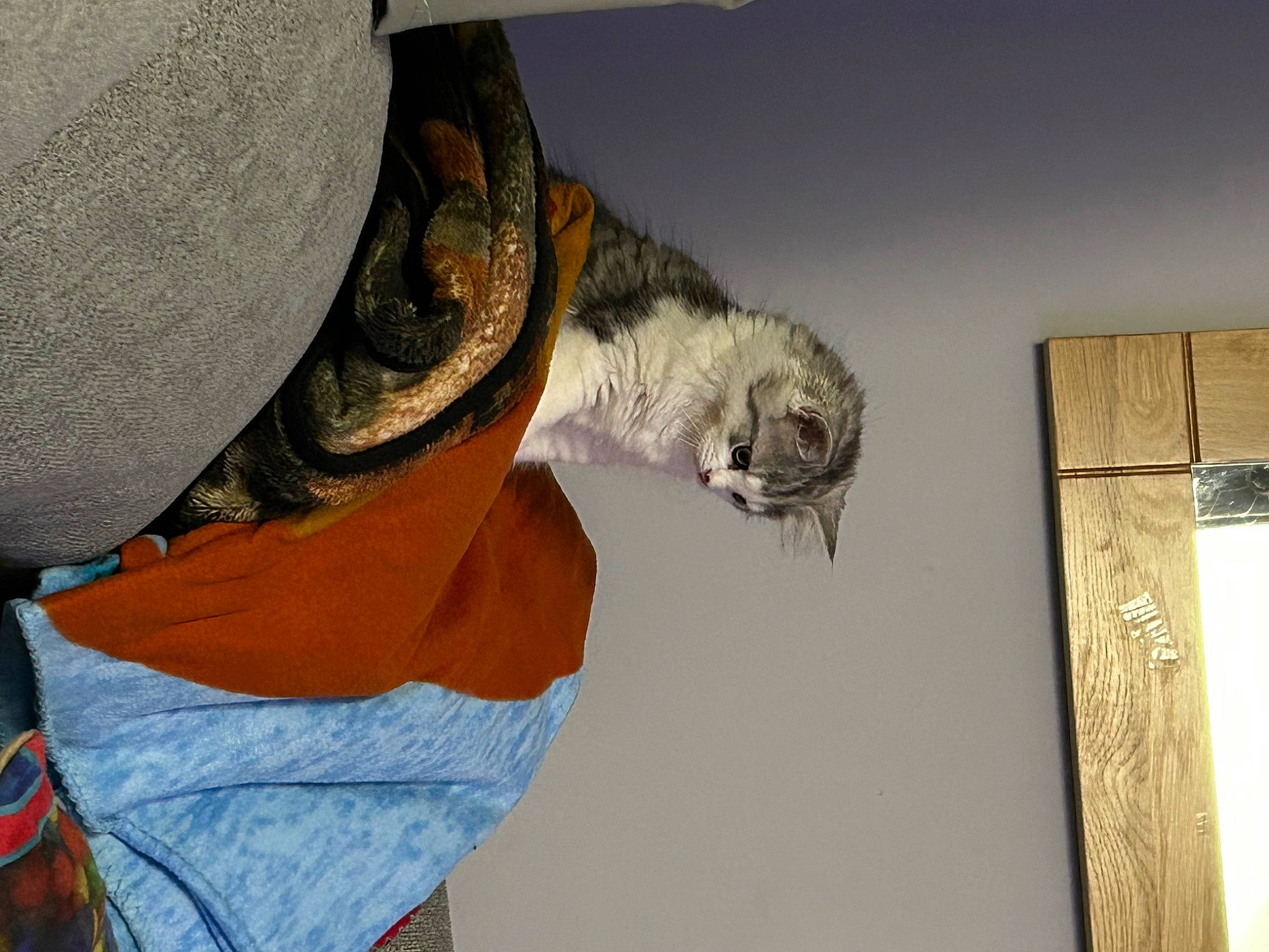 Spider is registered to the contest to win money with this photo: art, bird_of_prey, falconiformes, feather, felidae, fish, fur, glove, hardwood, hat, room, safety_glove, small_to_medium_sized_cats, tail, visual_arts, winter, wood