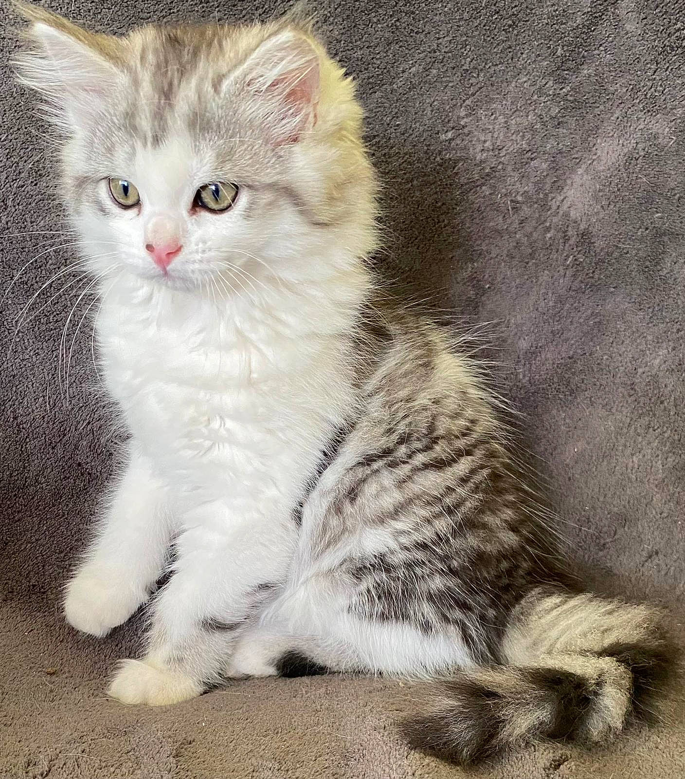 Spider is registered to the contest to win money with this photo: carnivore, cat, claw, comfort, domestic_short_haired_cat, ear, eye, felidae, foot, fur, iris, paw, sitting, small_to_medium_sized_cats, snout, tail, whiskers