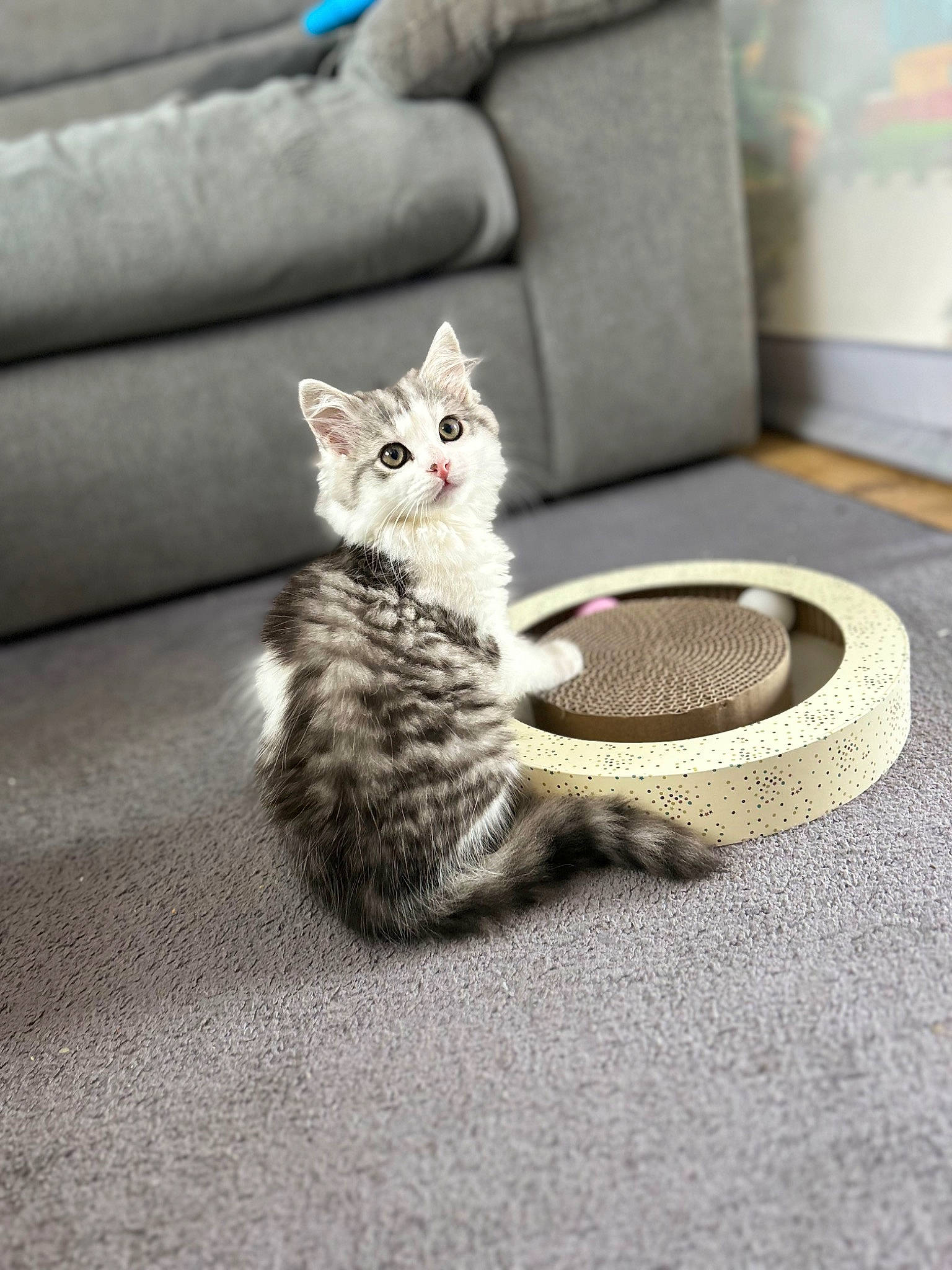 Spider joined the competition — help win amazing prizes! carnivore, cat, comfort, couch, domestic_short_haired_cat, felidae, floor, flooring, fur, grey, living_room, paw, pillow, road_surface, sitting, small_to_medium_sized_cats, snout, tail, whiskers, wood