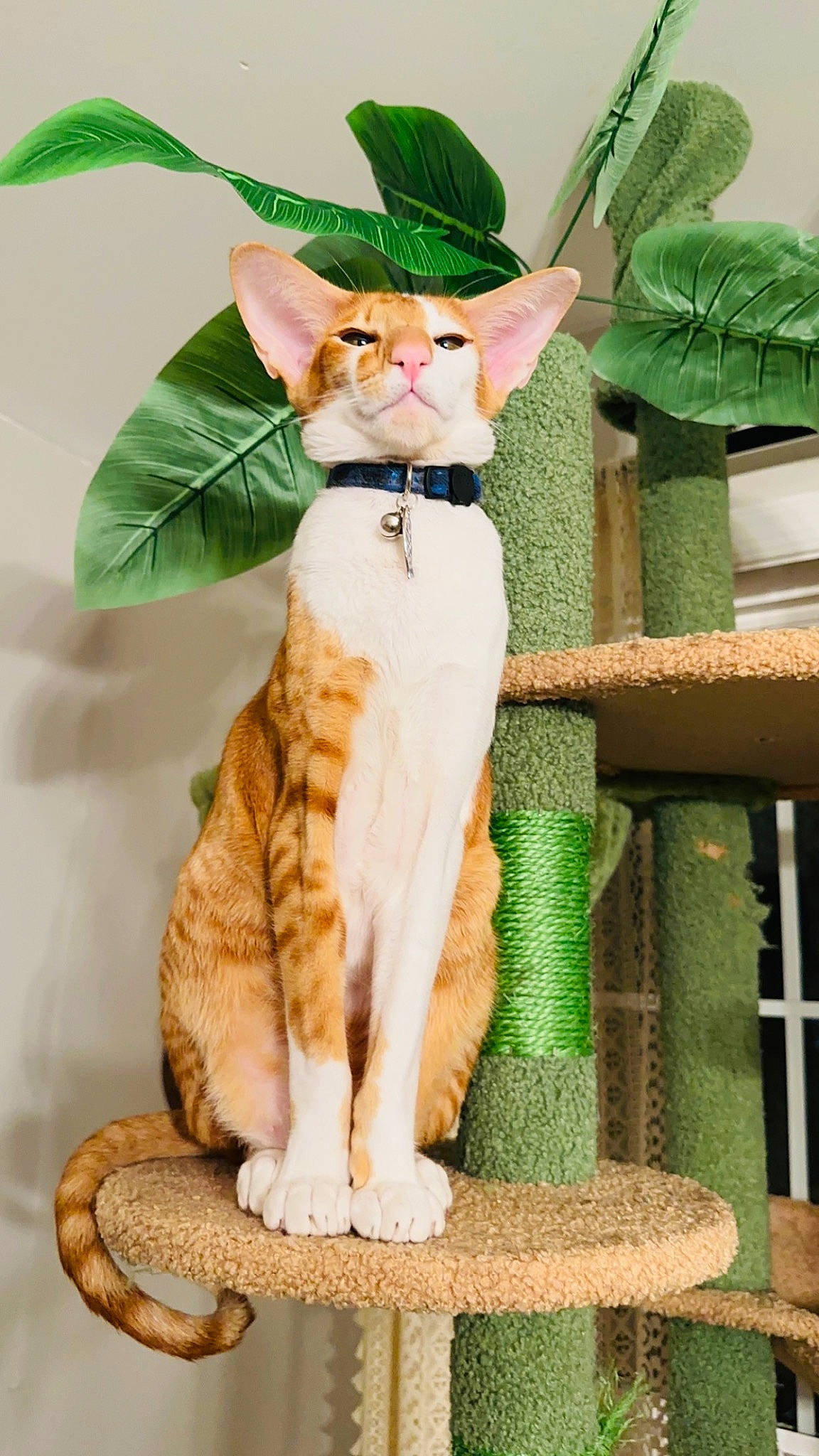 Dudley joined the competition — help win amazing prizes! carnivore, cat, devon_rex, domestic_short_haired_cat, fawn, felidae, flowerpot, fur, grass, hat, houseplant, paw, plant, sitting, small_to_medium_sized_cats, snout, tail, terrestrial_animal, whiskers, wildlife
