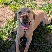Debo joined the competition — help win amazing prizes! animal, canine, closeup, cute, dog, friendly, golden_retriever, grass, happy, labrador, leash, mammal, nature, outdoor, pet, playful, smiling, summer, sunlight, tongue_out