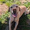 animal, canine, closeup, cute, dog, friendly, golden_retriever, grass, happy, labrador, leash, mammal, nature, outdoor, pet, playful, smiling, summer, sunlight, tongue_out