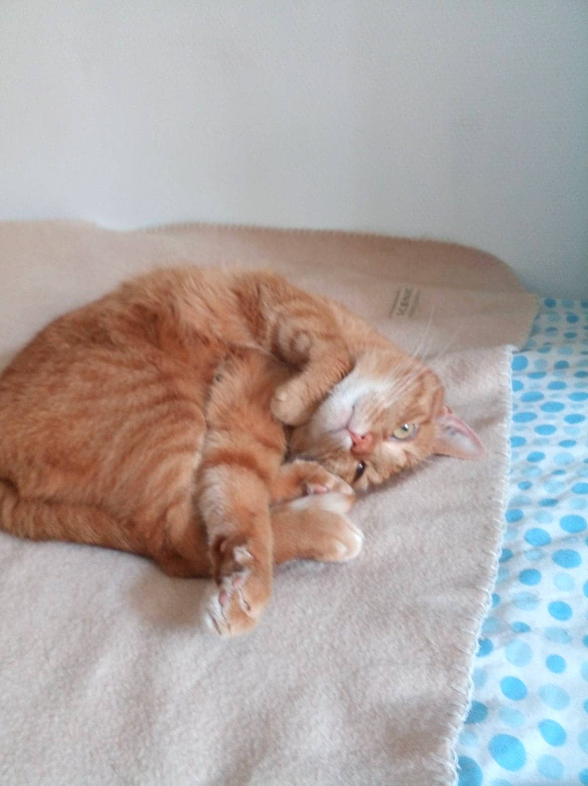 Féline a rejoint le concours — aidez-le/la à gagner de superbes lots ! bed, bed_sheet, bedding, carnivore, cat, cat_bed, claw, comfort, domestic_short_haired_cat, fawn, felidae, foot, fur, linens, nap, paw, small_to_medium_sized_cats, snout, tail, whiskers