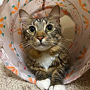 Louise joined the competition — help win amazing prizes! cat, tabby, pet, animal, indoor, play_tunnel, carpet, cute, curious, whiskers, paws, close_up, feline, striped, white_paws, ears, eyes, resting, looking_up, fun