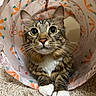cat, tabby, pet, animal, indoor, play_tunnel, carpet, cute, curious, whiskers, paws, close_up, feline, striped, white_paws, ears, eyes, resting, looking_up, fun