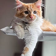 Benjamin is registered to the contest to win money with this photo: abyssinian, angora, animal, cat, kitten, manx, pet, siamese