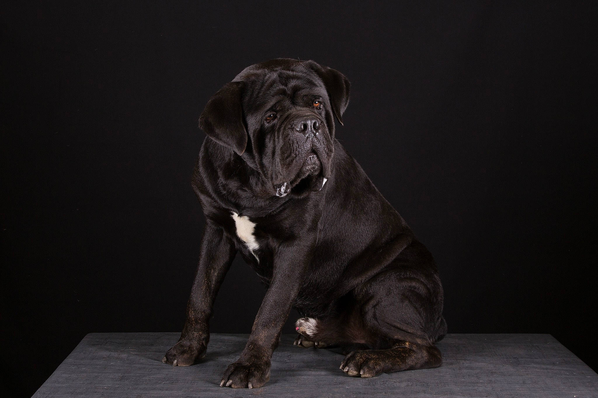 Lenzo participe au concours pour gagner de l'argent avec cette photo : canidae, carnivore, companion_dog, dog, dog_breed, fawn, floor, guard_dog, liver, molosser, non_sporting_group, old_english_bulldog, puppy, snout, sporting_group, still_life_photography, working_animal, working_dog, wrinkle
