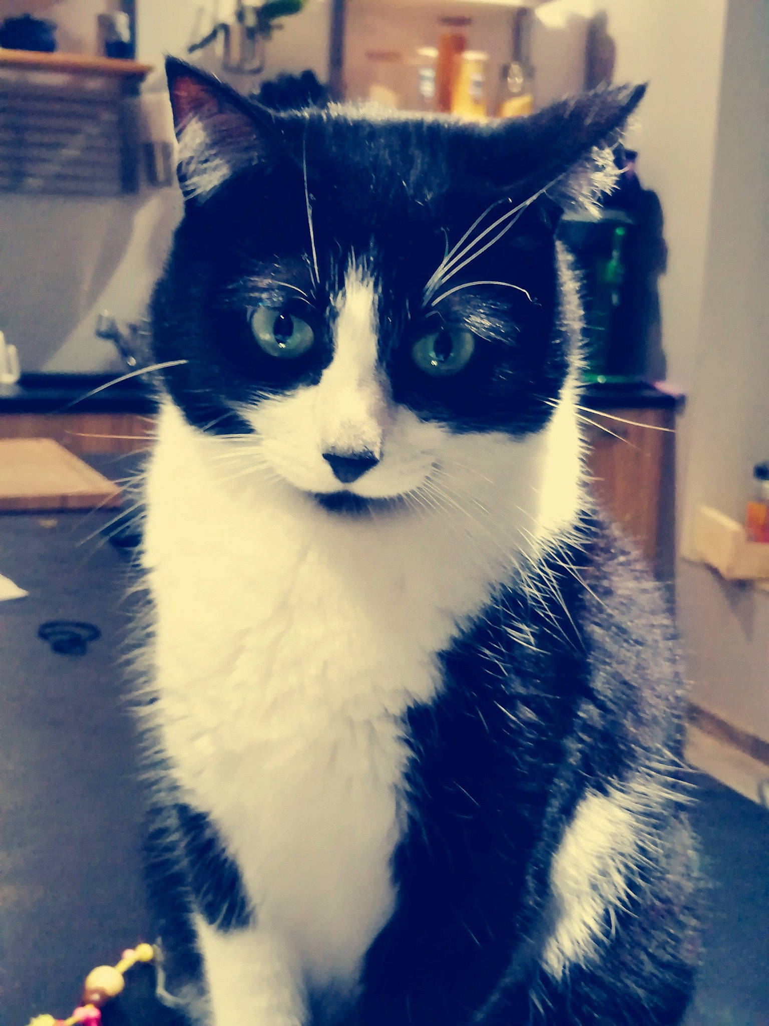 Maïa a rejoint le concours — aidez-le/la à gagner de superbes lots ! carnivore, cat, felidae, fur, small_to_medium_sized_cats, snout, tail, vertebrate, whiskers