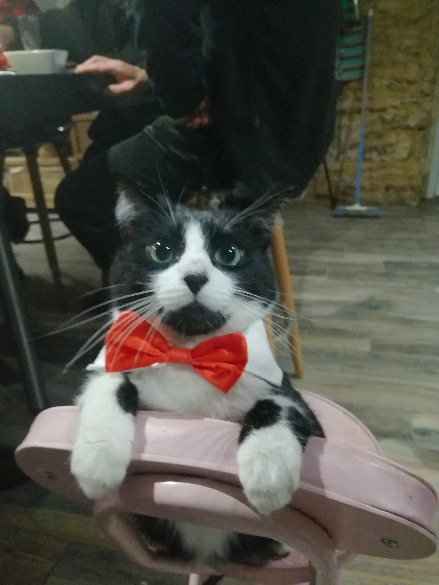 Maïa participe au concours pour gagner de l'argent avec cette photo : carnivore, cat, cat_supply, collar, felidae, fur, pet_supply, small_to_medium_sized_cats, snout, vertebrate, whiskers