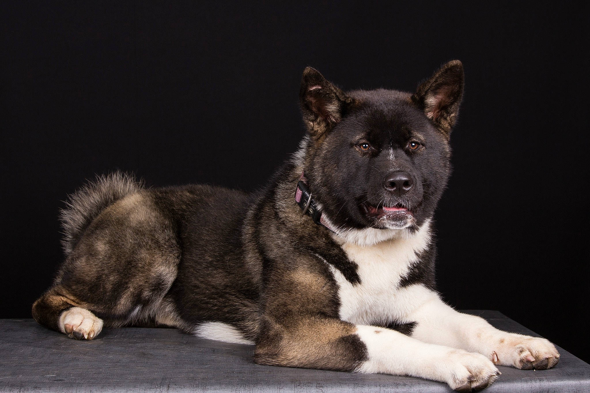 Chanel participe au concours pour gagner de l'argent avec cette photo : ancient_dog_breeds, canidae, carnivore, claw, collar, companion_dog, dog, dog_breed, fur, snout, whiskers, working_animal, working_dog