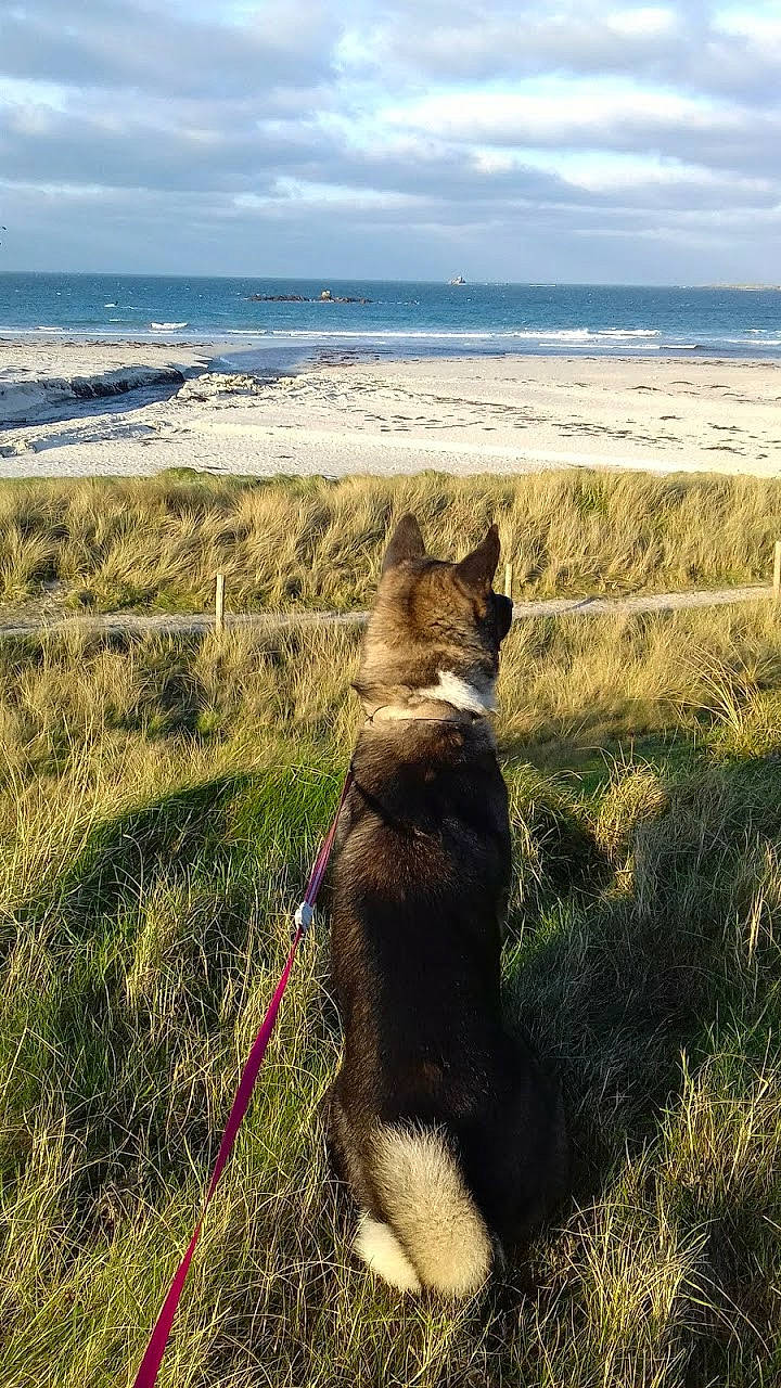 Chanel a rejoint le concours — aidez-le/la à gagner de superbes lots ! canidae, carnivore, coast, coastal_and_oceanic_landforms, collar, dog, dog_breed, dog_collar, grass_family, grassland, horizon, leash, liver, ocean, pet_supply, sea, shore, tail, wind_wave, working_animal