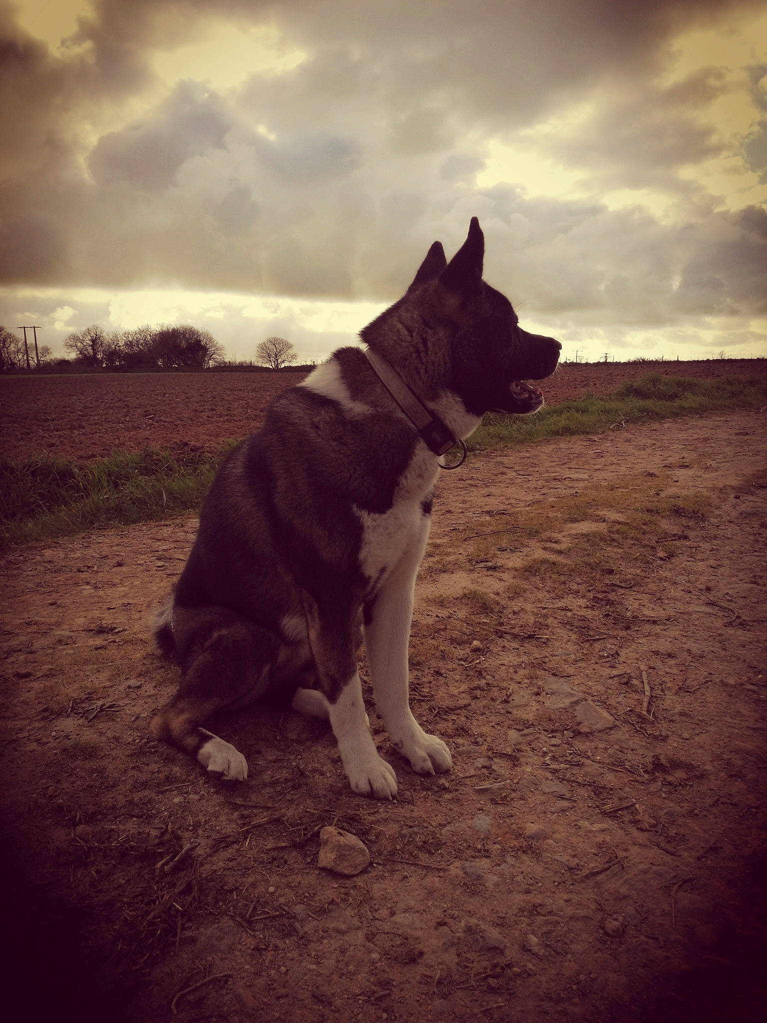 Chanel a rejoint le concours — aidez-le/la à gagner de superbes lots ! canidae, carnivore, collar, companion_dog, dog, dog_breed, dog_collar, mammal, meteorological_phenomenon, snout, sporting_group, stock_photography, sunlight, sunset, tail, working_animal, working_dog