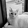 black_and_white, cat, close_up, cozy, cushion, ears, eyes, feline, indoor, looking_at_camera, paws, pet, portrait, relaxed, sitting, whiskers, white_cat, white_fur, window, window_screen