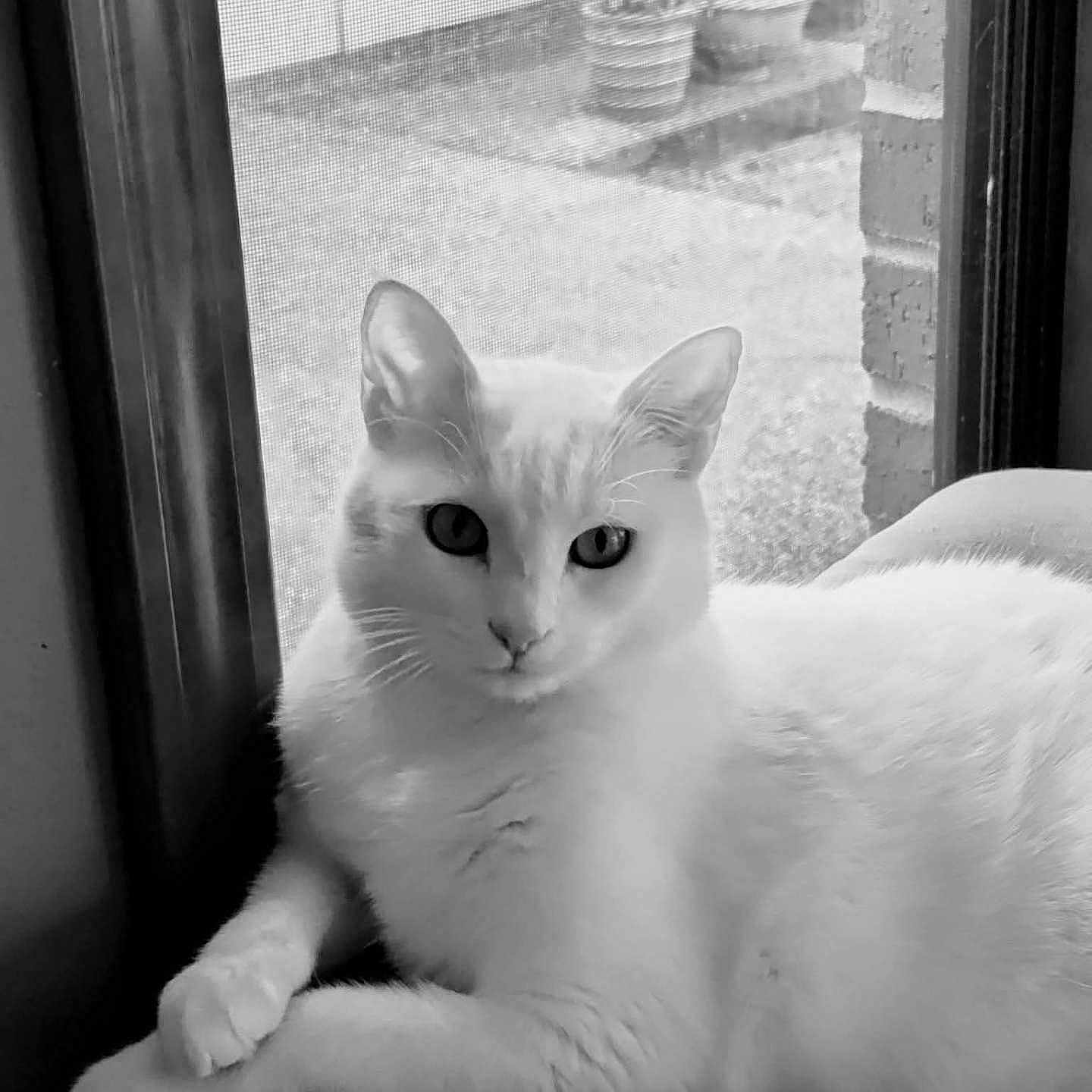 Snowie