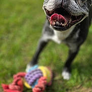 Joplyne a rejoint le concours — aidez-le/la à gagner de superbes lots ! dog, tongue, grass, toy, rope_toy, pet, outdoor, playful, happy, close_up, canine, animal, black_and_white, mouth, teeth, fur, blurred_background, nature, summer, fun