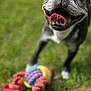 dog, tongue, grass, toy, rope_toy, pet, outdoor, playful, happy, close_up, canine, animal, black_and_white, mouth, teeth, fur, blurred_background, nature, summer, fun