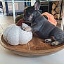 puppy, dog, french_bulldog, wooden_bowl, pumpkin, decor, indoor, flooring, modern, living_room, cozy, toy, small_dog, paw, resting, cute, animal, home, relaxing, furniture